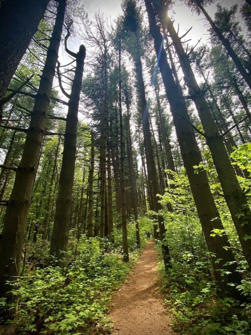 A narrow path winds through tall trees in a lush green forest, with sunlight filtering through the branches above.