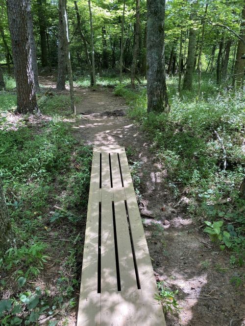 A wooden bridge spans a narrow path through a lush, green forest with trees and underbrush.