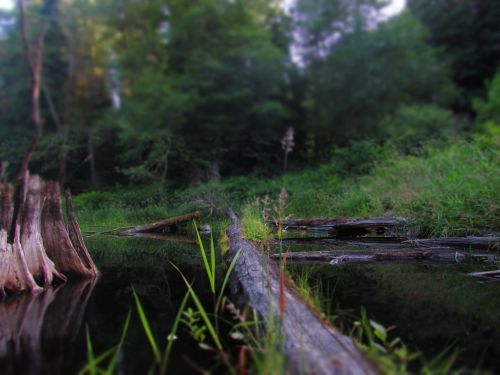 A serene forest scene featuring a calm pond, fallen logs, and lush greenery reflecting in the water.