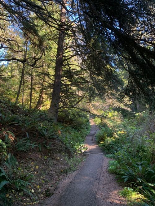A serene forest path winding through lush greenery and tall trees under a clear blue sky.