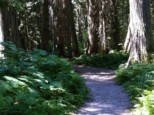 A winding gravel path through a lush green forest with tall trees and ferns on either side.