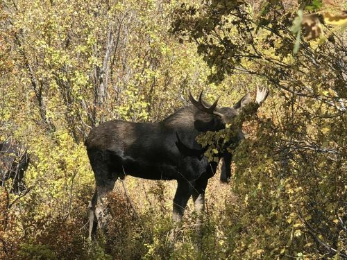 A moose partially hidden among autumn foliage, showcasing its large antlers in a natural setting.