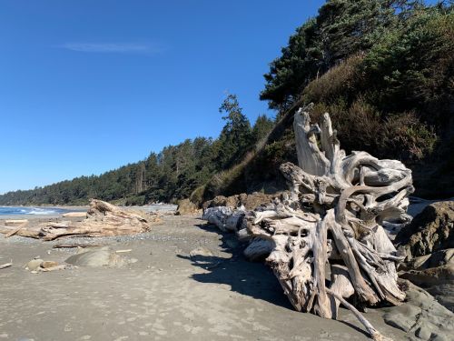 Driftwood scattered on a sandy beach, with a backdrop of trees and a clear blue sky.