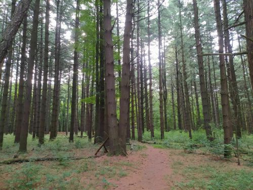 A serene forest scene with tall pine trees and a sandy path winding through lush greenery.