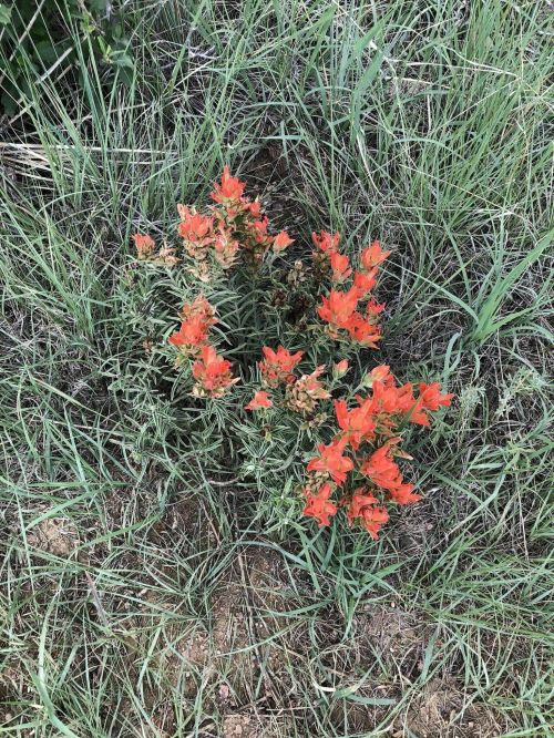 A cluster of vibrant orange flowers surrounded by green grass in a natural setting.