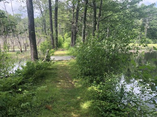A serene path lined with greenery leads to a calm pond, surrounded by trees and a peaceful natural setting.