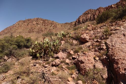 A rocky desert landscape with cacti and sparse vegetation under a clear blue sky.