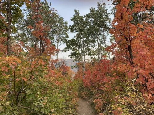 A scenic trail surrounded by vibrant autumn foliage in shades of orange and red, leading through a forested area.