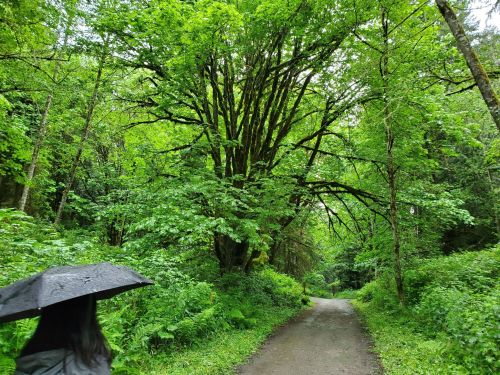 A person with a black umbrella walks along a lush, green forest path surrounded by tall trees.