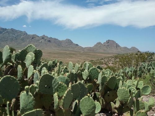 A desert landscape featuring a foreground of cacti and distant mountains under a blue sky with scattered clouds.