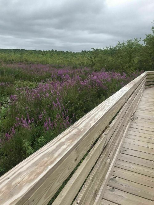 A wooden walkway leads through a field of vibrant purple flowers under a cloudy sky. Lush greenery surrounds the path.