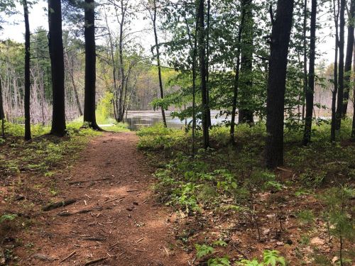 A serene forest path leads to a calm lake, surrounded by lush greenery and tall trees.