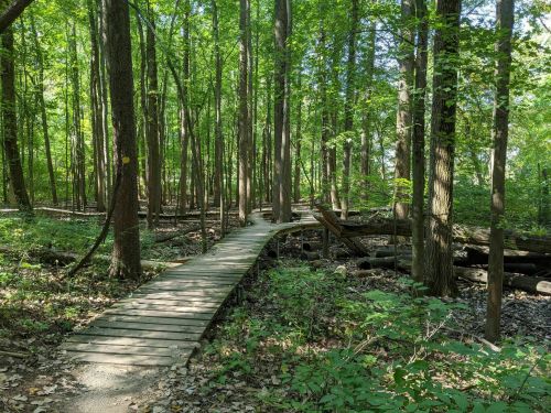 A wooden boardwalk winding through a lush green forest with tall trees and dappled sunlight.