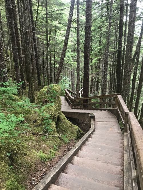 A winding wooden staircase through a lush green forest with tall trees and moss-covered rocks.