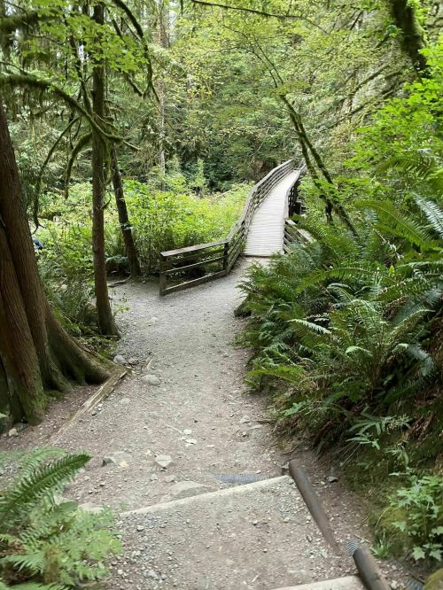 A winding path through lush greenery leads to a wooden bridge in a serene forest setting.