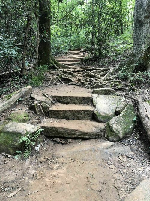 A winding dirt path with stone steps and exposed tree roots, surrounded by lush green foliage in a forest.