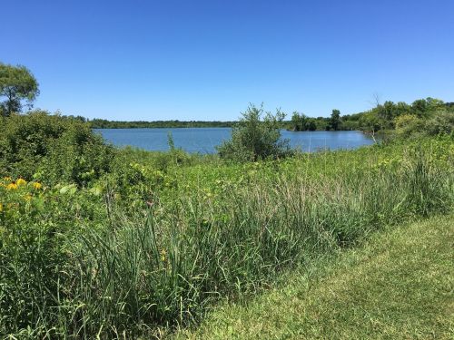 A serene lakeside view with lush greenery and wildflowers under a clear blue sky.