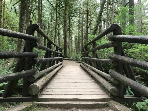 A wooden bridge spans a path through a lush, green forest with tall trees and dense foliage.