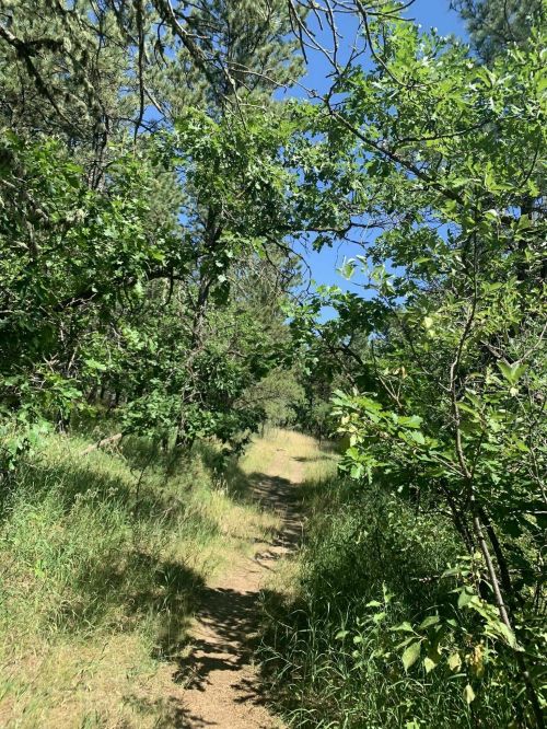 A narrow dirt path winds through a lush green forest with trees and grass under a clear blue sky.
