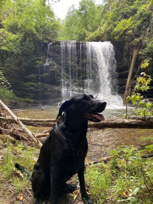 A black dog sits in front of a waterfall, surrounded by lush greenery and fallen branches.