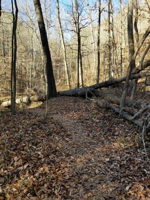 A wooded trail with fallen trees and scattered leaves, surrounded by tall trees and sunlight filtering through.