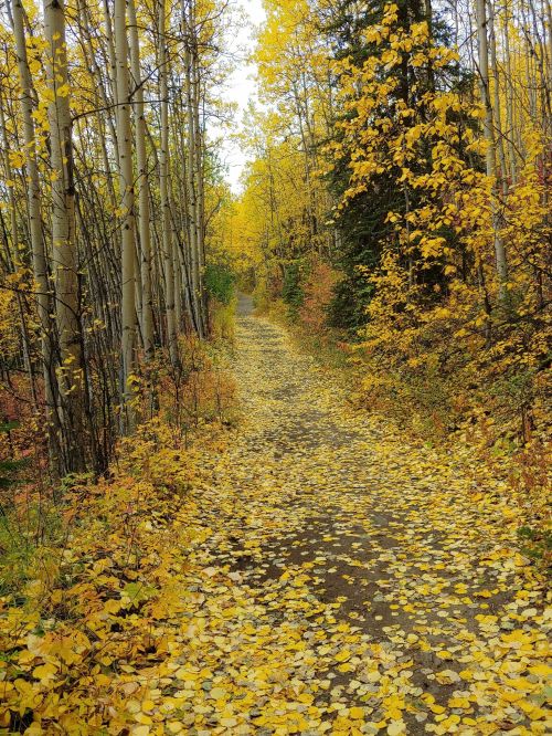 A serene forest path lined with vibrant yellow leaves and tall trees, creating a picturesque autumn scene.