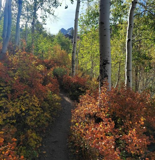 A winding path through a vibrant forest with colorful autumn foliage and tall white trees.
