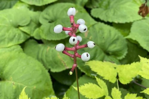 A cluster of white berries on a pink stem, surrounded by lush green foliage.
