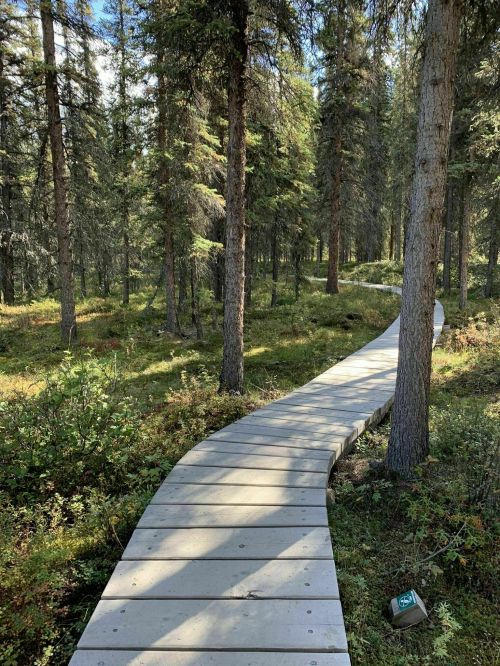 A winding wooden boardwalk through a lush forest of tall trees and greenery.