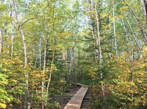 A wooden path winds through a lush forest with green and yellow foliage under a clear blue sky.