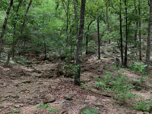 A rocky forest path surrounded by lush green trees and underbrush, creating a serene natural setting.