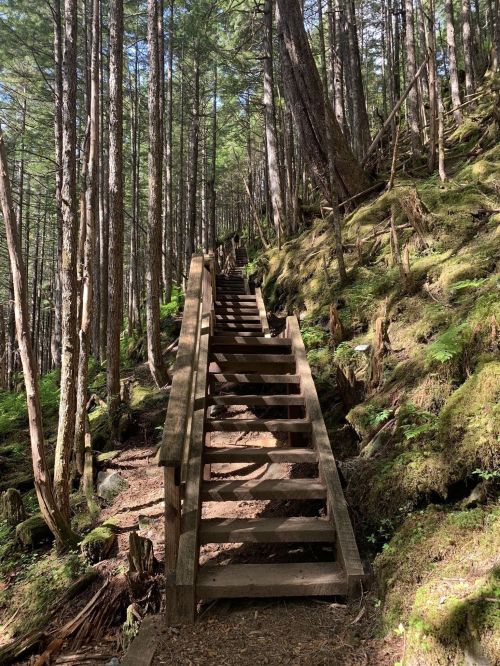 Wooden stairs lead up through a lush, green forest with tall trees and dappled sunlight filtering through the leaves.