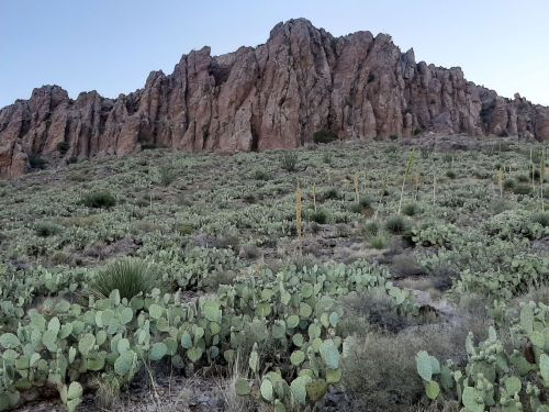 A rocky mountain rises above a landscape filled with green cacti and desert vegetation under a clear sky.