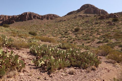 A desert landscape featuring cacti in the foreground and rocky hills in the background under a clear blue sky.