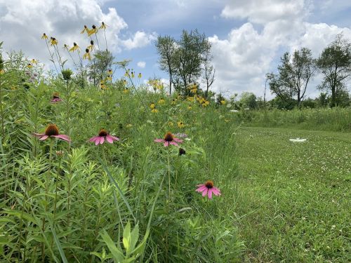 A vibrant field of wildflowers, including pink coneflowers and yellow blooms, under a partly cloudy sky.