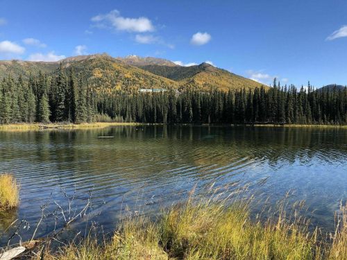 A serene lake surrounded by tall trees and mountains, with clear blue skies and gentle ripples on the water's surface.
