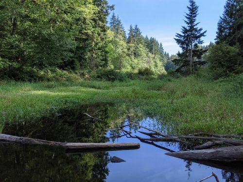 A serene forest scene with a calm pond reflecting trees and blue sky, surrounded by lush greenery and fallen branches.