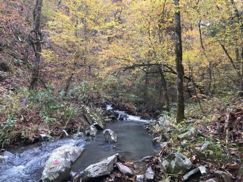 A serene stream flows through a forest with autumn foliage, featuring rocks and trees in warm yellow and brown tones.