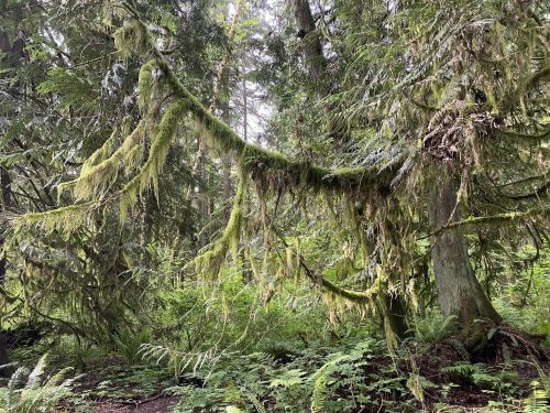 Lush green forest with moss-covered branches and ferns, creating a serene, natural atmosphere.
