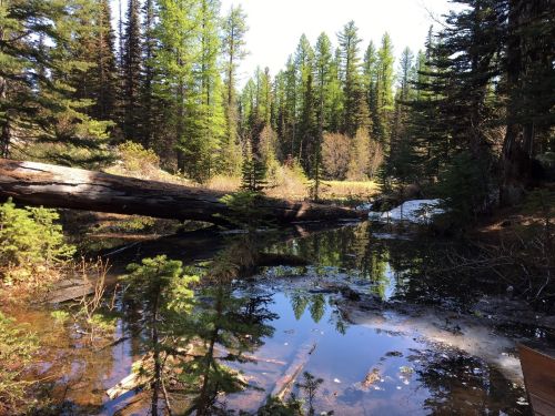 A serene forest scene with a fallen log over a calm pond, surrounded by lush green trees and reflections in the water.