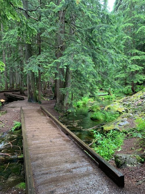 A wooden bridge winding through a lush green forest with trees and a small stream nearby.