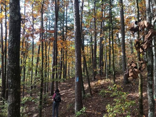 A person walks along a forest trail surrounded by tall trees with autumn leaves in vibrant colors.
