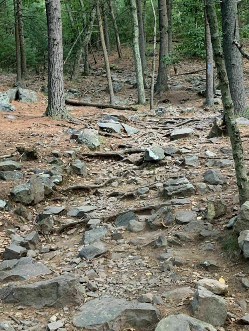 A rocky, uneven trail winding through a forest with trees and exposed roots.
