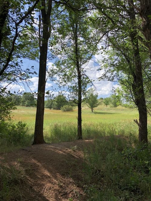 A serene view through trees, revealing a grassy field under a blue sky with scattered clouds.