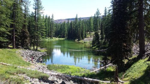 A serene forest scene featuring a calm lake surrounded by tall trees and rocky terrain under a clear blue sky.