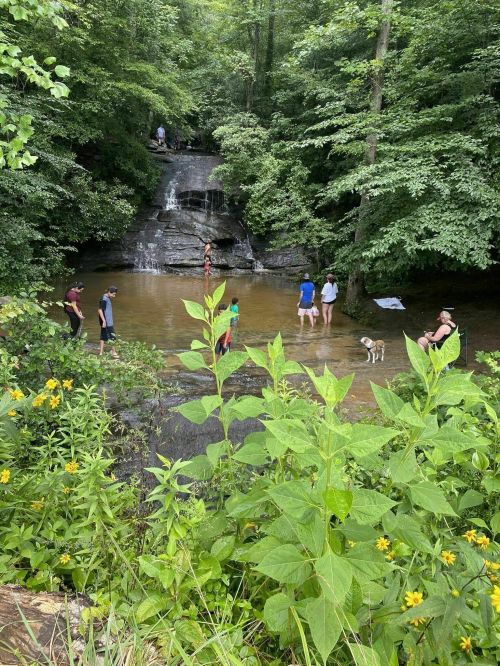 A serene forest scene with a waterfall, people wading in a stream, and lush greenery with wildflowers in the foreground.