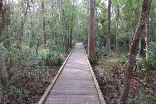 A wooden boardwalk winding through a lush, green forest with trees and underbrush on either side.