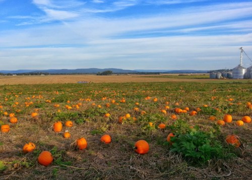 A pumpkin patch with scattered orange pumpkins under a blue sky and distant mountains.