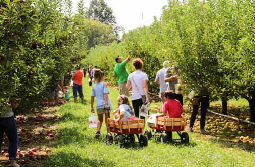 Families picking apples in an orchard, with children pulling wagons and adults gathering fruit among the trees.