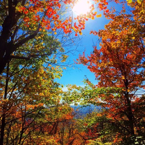 Vibrant autumn foliage in shades of red, orange, and yellow under a bright blue sky with the sun shining.